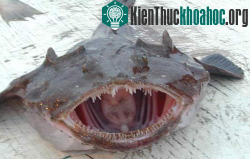 Những con vật có gương mặt xấu xí nhất ảnh 2