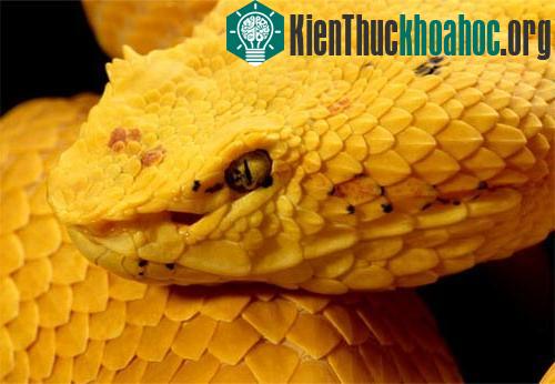 Thông điệp từ màu sắc động vật ảnh 2