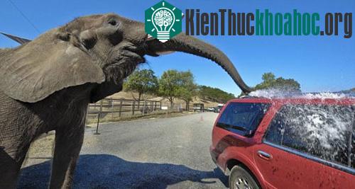 Voi rửa xe ô tô phục vụ du khách ảnh 2