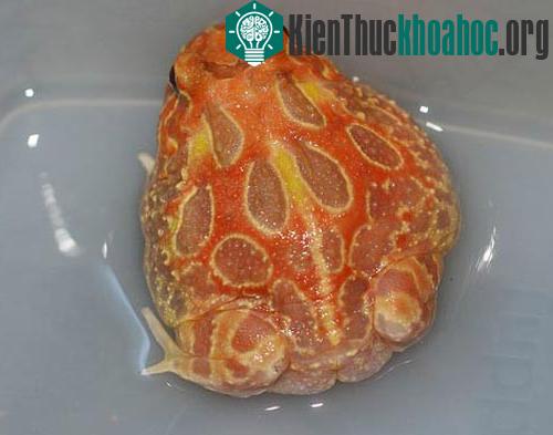 Anh em nhà ếch trở thành sinh vật cảnh ảnh 2