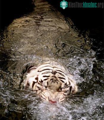Cơn cuồng ăn của hổ trắng ảnh 2