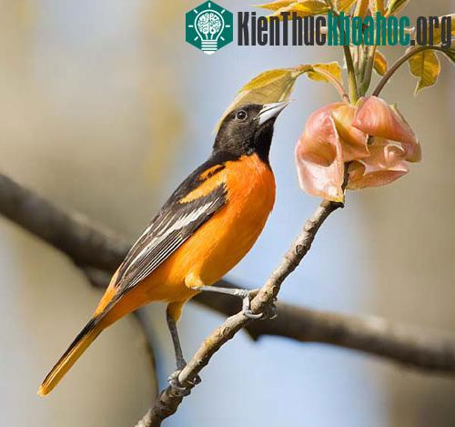 10 loại chim đẹp nhất hành tinh ảnh 2