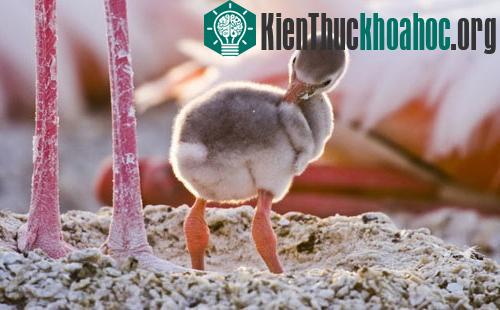 Đôi cánh đỏ thẫm: Bí ẩn của loài hồng hạc ảnh 2