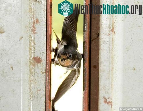 Chim lách qua khe hẹp như máy bay tiêm kích ảnh 2
