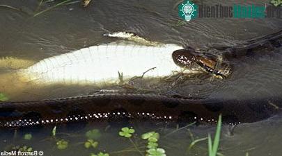 Trăn xanh Anaconda nuốt cá sấu Caiman ảnh 2