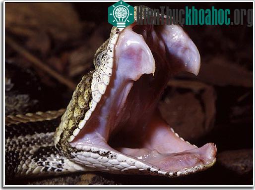 Nọc rắn: Vũ khí tối ưu của tự nhiên ảnh 2