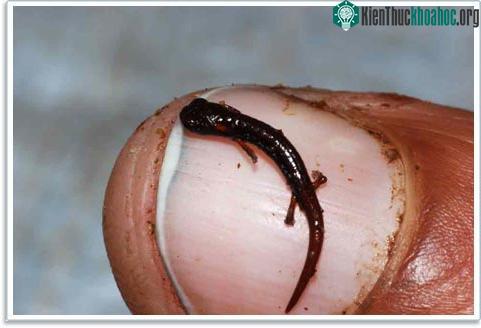 Phát hiện 3 loài kỳ nhông mới độc đáo ảnh 2