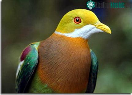Phát hiện hai loài động vật mới tại Papua ảnh 2