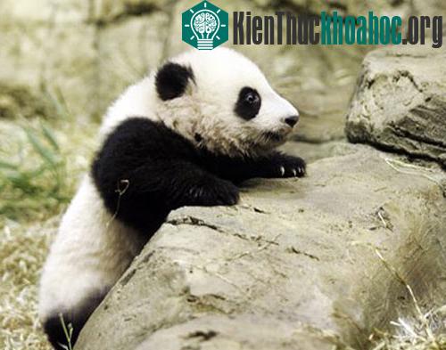 Những sinh vật nhỏ bé đáng yêu ảnh 2