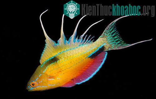 Đấu giá để được đặt tên cho cá ảnh 2