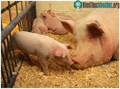 10 sinh vật gây hại nhất ảnh 2