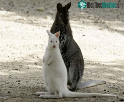 Kangaru bạch tạng ảnh 2