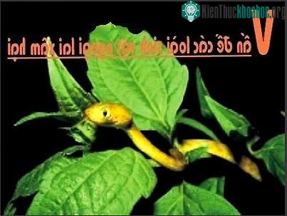 Việt Nam: Sinh vật lạ xâm lấn sông nước ảnh 2