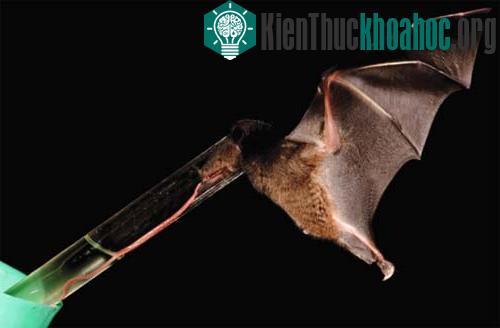 Dơi Ecuador
