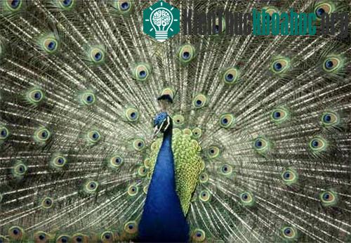 Thông điệp từ màu sắc động vật ảnh 3