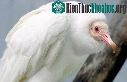 Những “bóng ma” trong tự nhiên ảnh 3