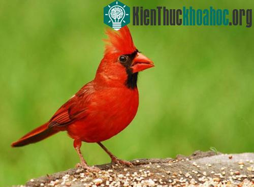 10 loại chim đẹp nhất hành tinh ảnh 3