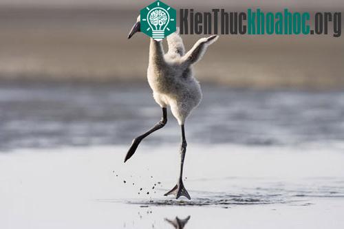 Đôi cánh đỏ thẫm: Bí ẩn của loài hồng hạc ảnh 3