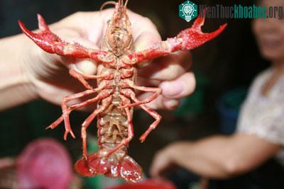 Xôn xao chuyện tôm lai… cua ảnh 3