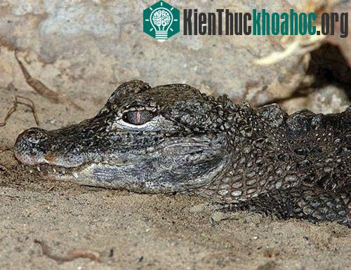 Top 8 loài động thực vật quý hiếm và bị đe dọa ảnh 3