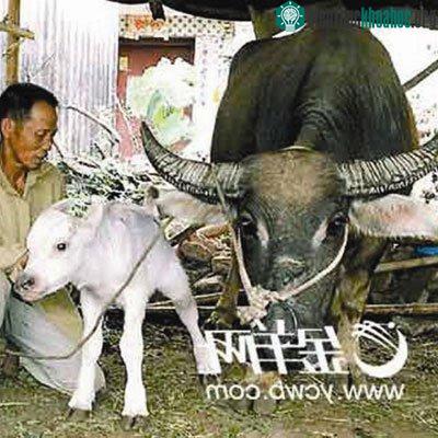 Chuyện lạ về Trâu ảnh 3