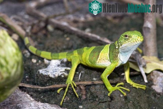 Phát hiện loài giông mào mới tại Fiji ảnh 3