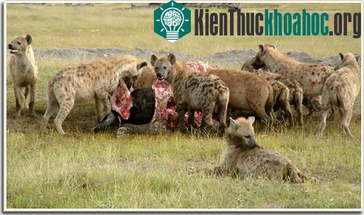 Tính xã hội và sự tinh ranh của loài linh cẩu ảnh 3