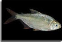 Loài cá mù Mexico. (Ảnh: LiveScience)