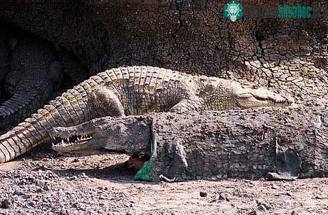 Giả cá sấu để nghiên cứu ảnh 3
