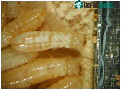 10 sinh vật gây hại nhất ảnh 3