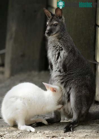 Kangaru bạch tạng ảnh 3