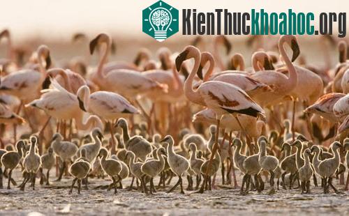 Đôi cánh đỏ thẫm: Bí ẩn của loài hồng hạc ảnh 4