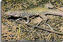 Thằn lằn trinh nữ Whiptail. (Ảnh: LiveScience)