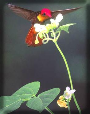 Chim ruồi ảnh 5
