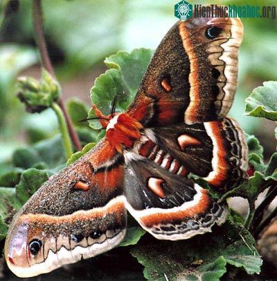 Khả năng diệu kỳ của động vật ảnh 5