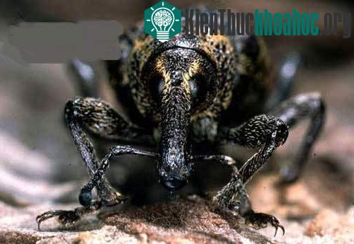 Bọ Hylobius Piceus