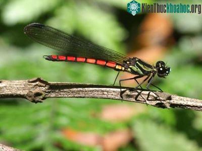 Những động vật hiếm nhất trong Sách đỏ 2009 ảnh 5