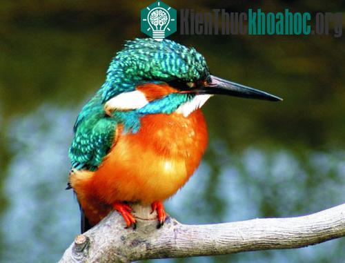 10 loại chim đẹp nhất hành tinh ảnh 5
