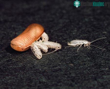 Những ông bố tuyệt vời trong thế giới động vật ảnh 5