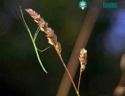 Những kiểu trá hình tinh xảo của động vật ảnh 5
