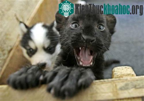 Những sinh vật nhỏ bé đáng yêu ảnh 5