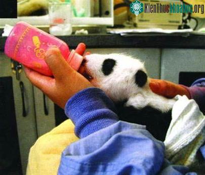 Đỡ đẻ cho gấu trúc ảnh 5