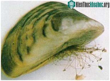 10 sinh vật gây hại nhất ảnh 5