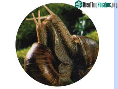 Quay phim thế giới động vật ảnh 5