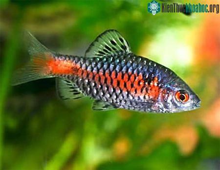 Phát hiện nhiều loài sinh vật mới tại Việt Nam ảnh 6