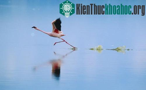 Đôi cánh đỏ thẫm: Bí ẩn của loài hồng hạc ảnh 6