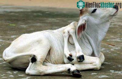 Top 10 con vật kỳ lạ nhất thế giới ảnh 6