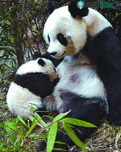 Đỡ đẻ cho gấu trúc ảnh 6