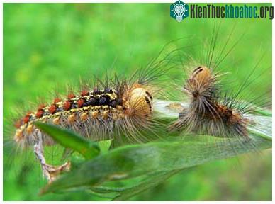 10 sinh vật gây hại nhất ảnh 6