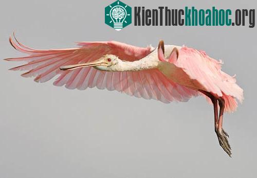 Khả năng diệu kỳ của động vật ảnh 7